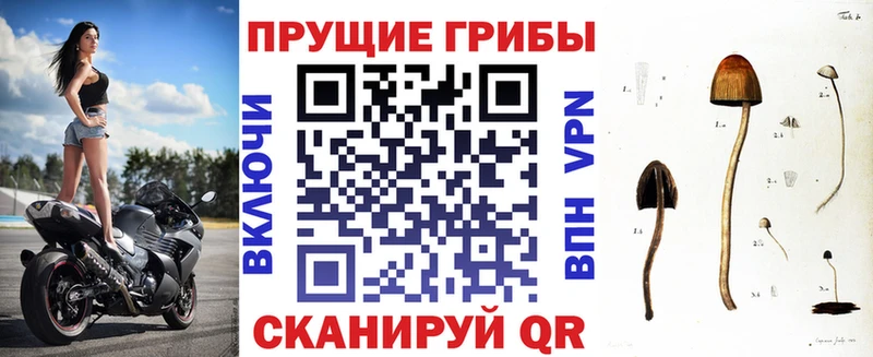 Псилоцибиновые грибы Psilocybe  Александровск-Сахалинский 